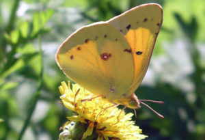 Clouded Sulphur Butterfly, Colias philodice