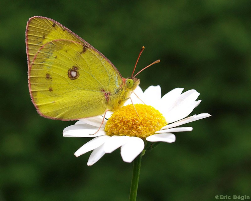 Clouded Sulphur Butterfly, Colias philodice
