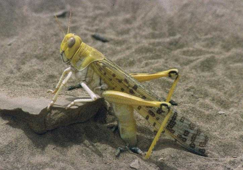 Desert Locust, Schistocerca gregaria