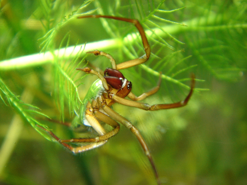 Diving bell spider - Wikipedia