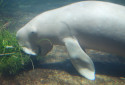 Dugong, Dugong dugon