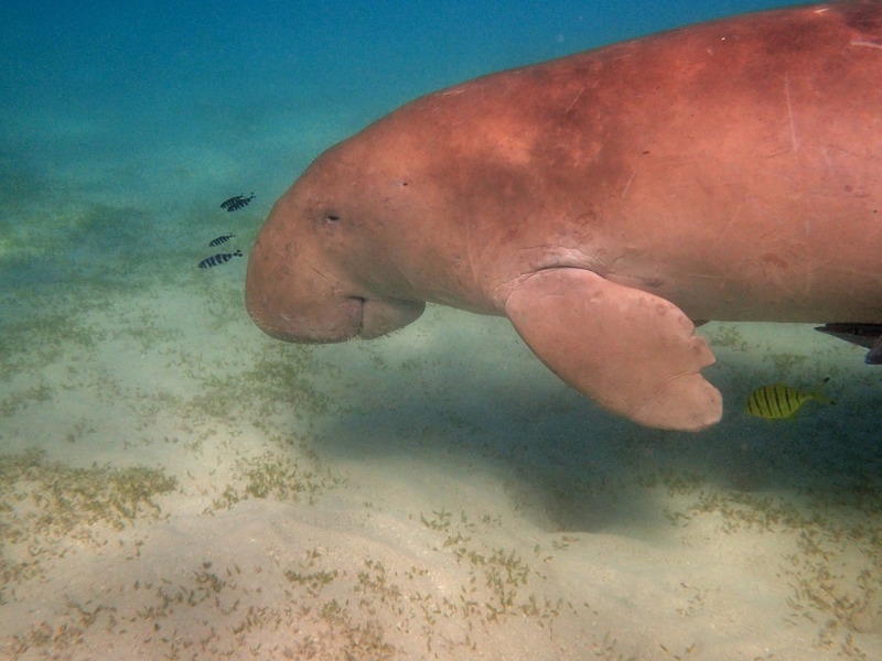 Dugong, Dugong dugon