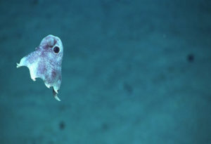 Dumbo Octopus, Grimpoteuthis