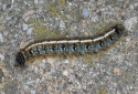 Eastern Tent Caterpillar, Malacosoma americanum