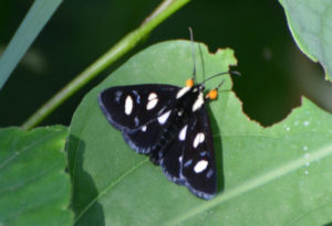 Eight-Spotted Forester Moth