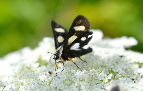 Eight Spotted Forester Moth, Alypia octomaculata