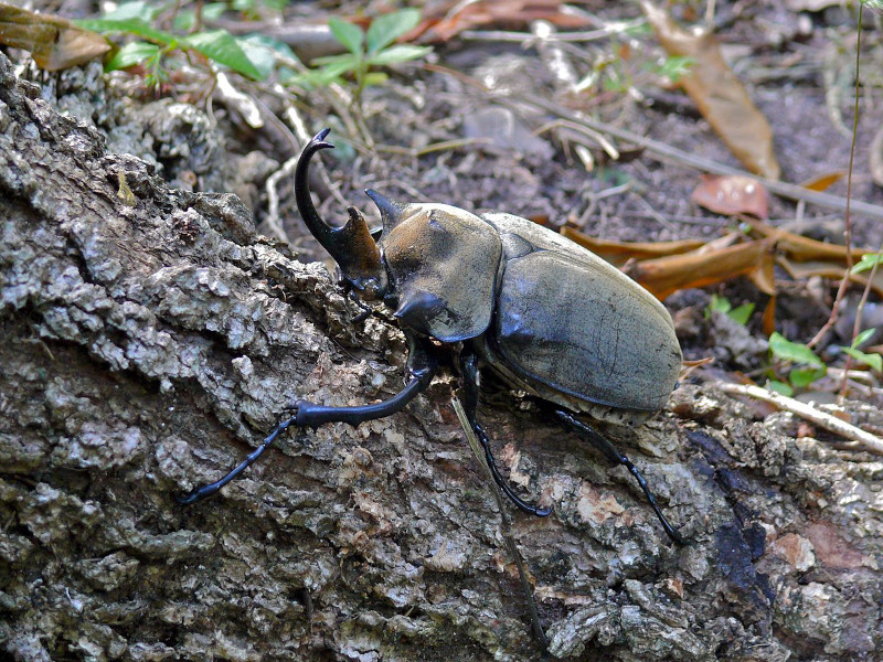 Elephant Beetle, Megasoma elephas