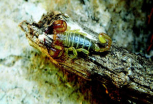 Euscorpius lycius