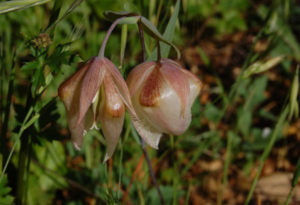 Fairy Lantern, Calochortus albus