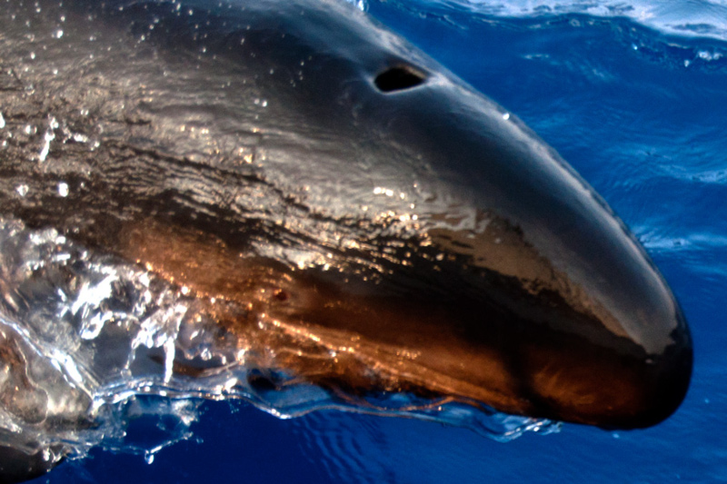 False Killer Whale, Pseudorca crassidens