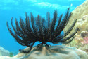 Feather Starfish, Crinoids