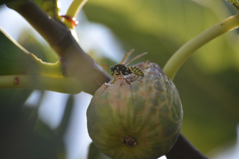 Fig Wasp