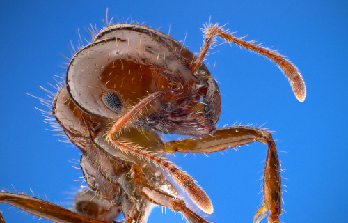 7 Extraordinary Types of Ant