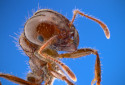 Fire Ant, Solenopsis