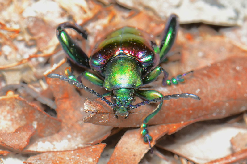 Frog Legged Beetle, Sagra buqueti