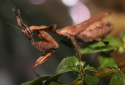 Ghost Mantis, Phyllocrania paradoxa