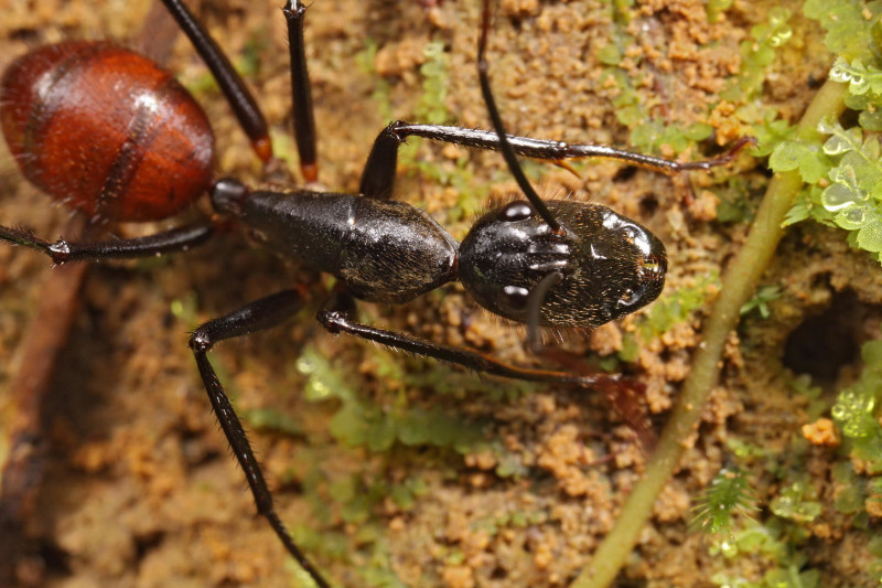 Giant Forest Ant, Dinomyrmex gigas