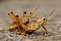 Giant Lubber Grasshopper, Romalea microptera