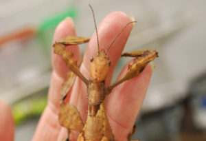 Giant Prickly Stick Insect, Extatosoma tiaratum