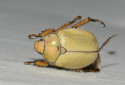 Goldsmith Beetle, Cotalpa lanigera