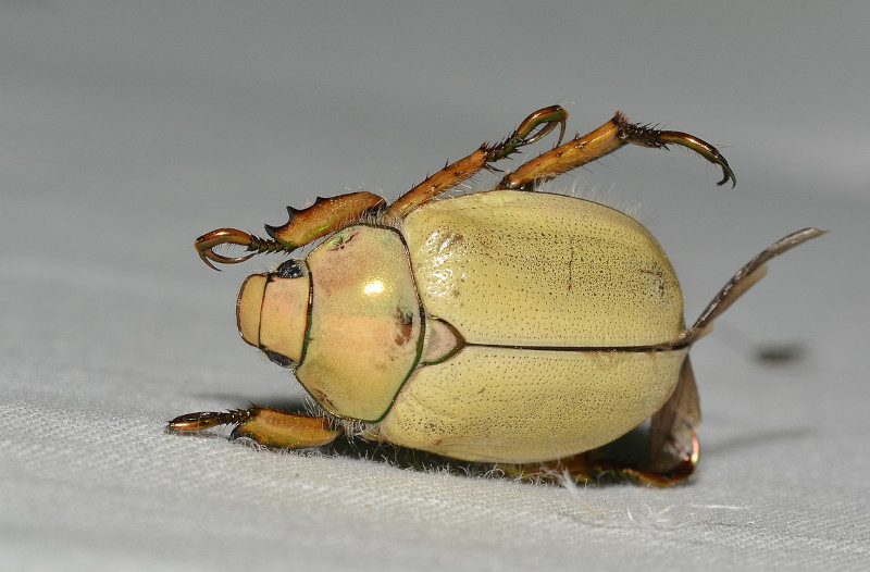 Goldsmith Beetle, Cotalpa lanigera