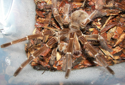 Respiration Makes Camel Spiders Potent Predators