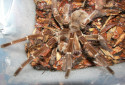 Goliath Birdeater, Theraphosa blondi