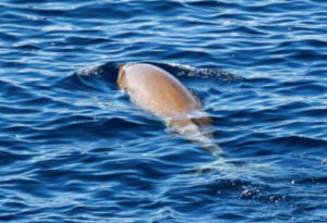 Goose-Beaked Whale, Ziphius cavirostris