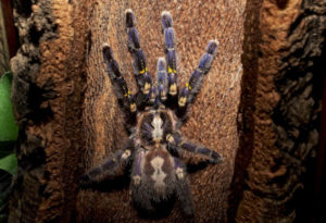 Gooty Sapphire Tarantula, Poecilotheria metallica
