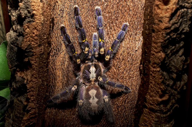 Gooty Sapphire Tarantula, Poecilotheria metallica