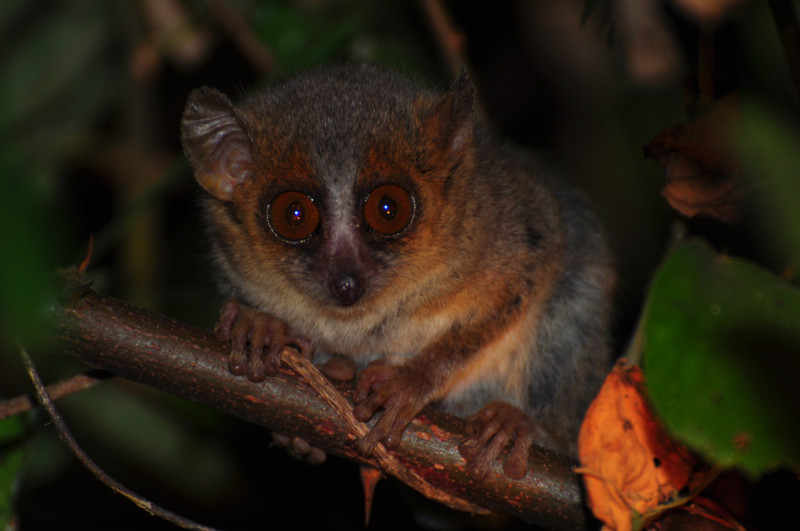 Gray Mouse Lemur, Lesser Mouse Lemur, Microcebus murinus