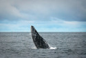 Gray Whale, Eschrichtius robustus