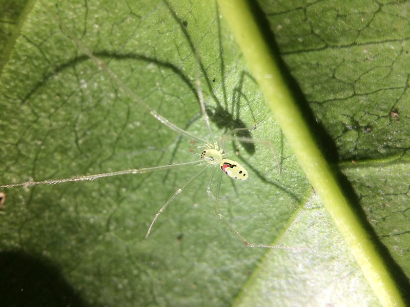 Happy Face Spider, Theridion grallator