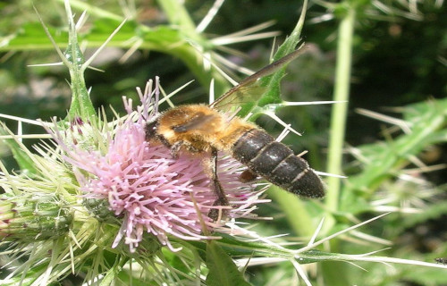Himalayan Honey Bee, Apis dorsata laboriosa
