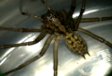 Hobo Spider, Eratigena agrestis