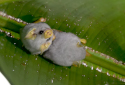 Honduran White Bat, Ectophylla alba