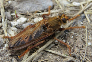 Hornet Robberfly, Asilus crabroniformis