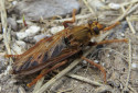 Hornet Robberfly, Asilus crabroniformis