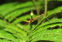 Horsehead Grasshopper, Pseudoproscopia scabra