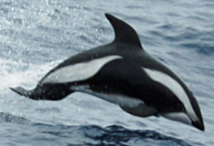 Hourglass Dolphin, Lagenorhynchus cruciger