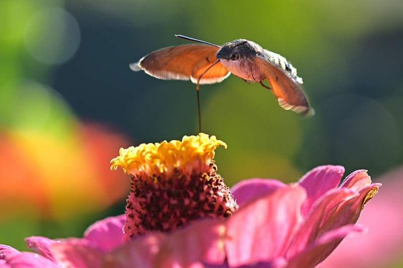Hummingbird Hawk Moth, Macroglossum stellatarum