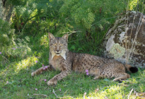 Iberian Lynx, Lynx pardinus