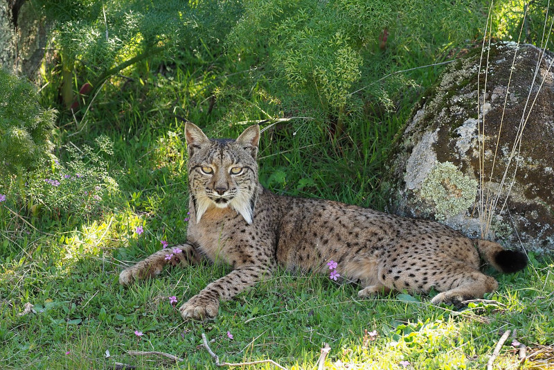 iberian lynx habitat