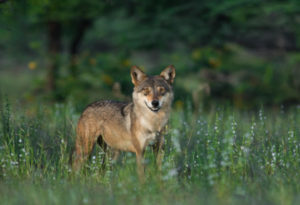 Indian Wolf, Canis lupus pallipes