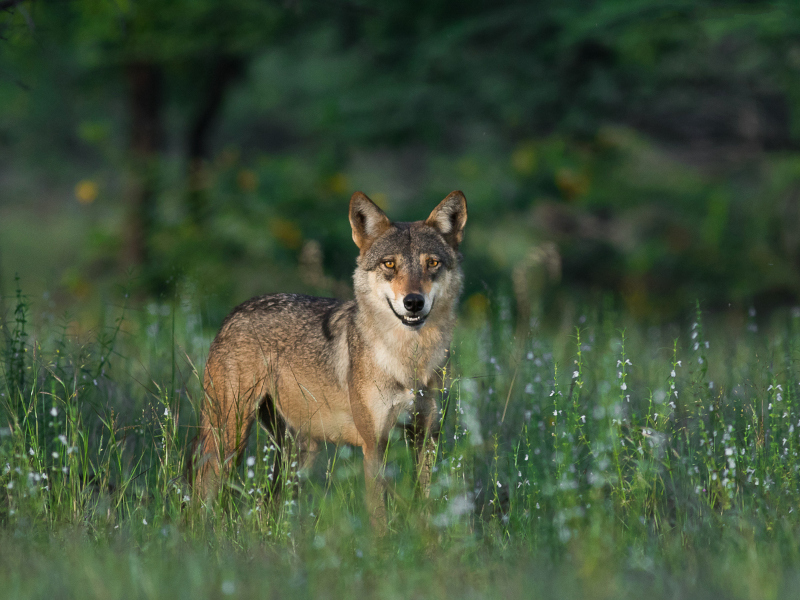 Indian Wolf, Canis lupus pallipes