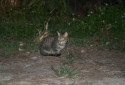 Iriomote Cat, Prionailurus bengalensis iriomotensis