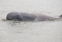 Irrawaddy Dolphin, Orcaella brevirostris