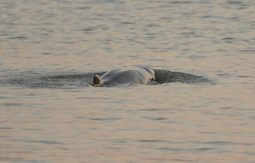 Irrawaddy Dolphin, Orcaella brevirostris