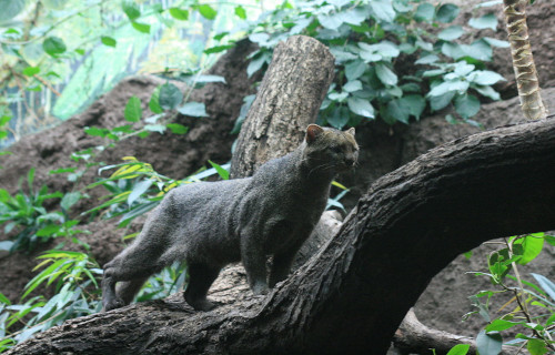 5 Marvelous Mammals of Central America