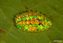 Jewel Caterpillar, Acraga coa